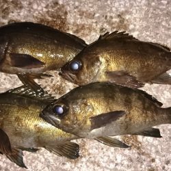 フロートリグで。